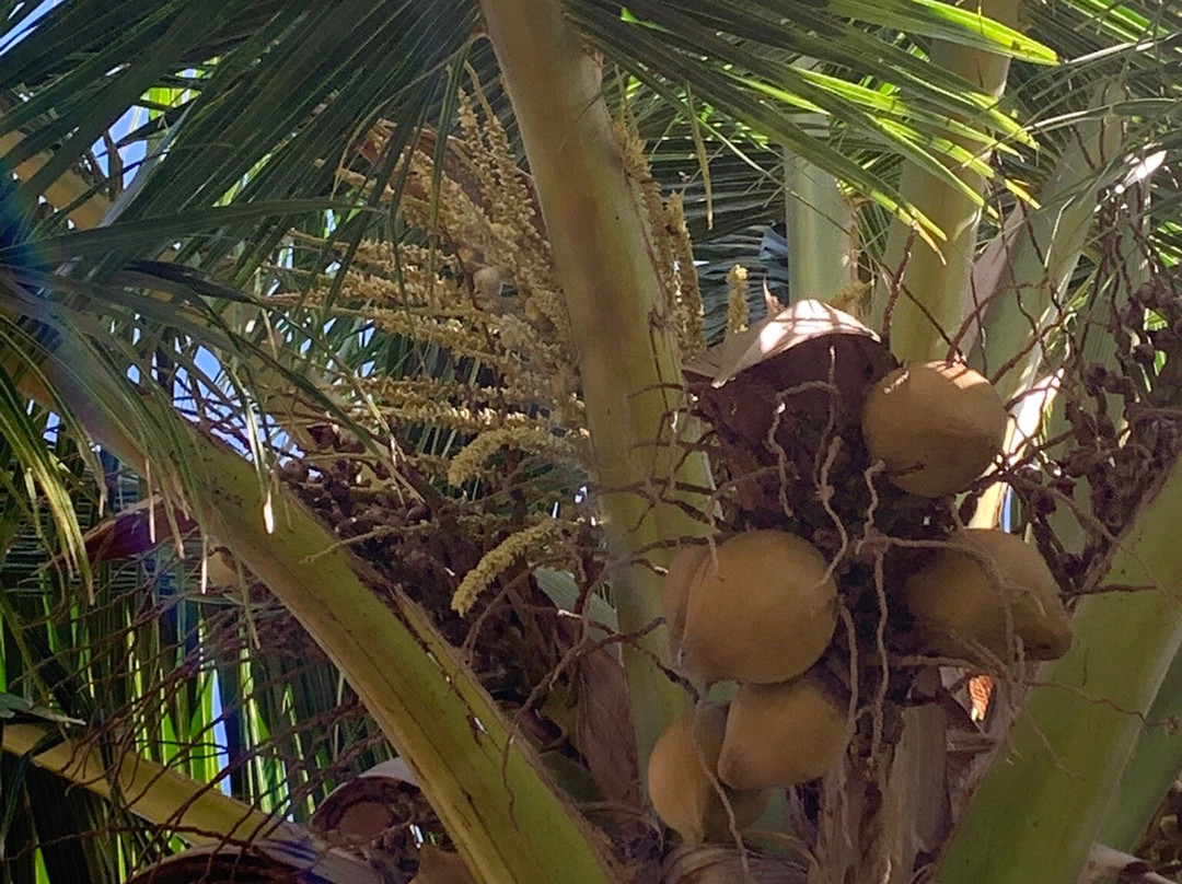 Maui Coconut Tour at Punakea Palms-拉海纳必去景点