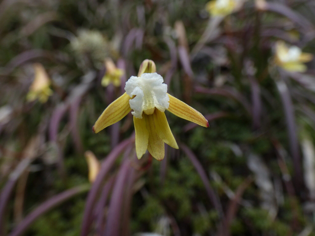 Cube Rock-South Mount Cameron必去景点