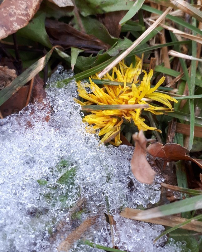 Kings Park-温尼伯必去景点