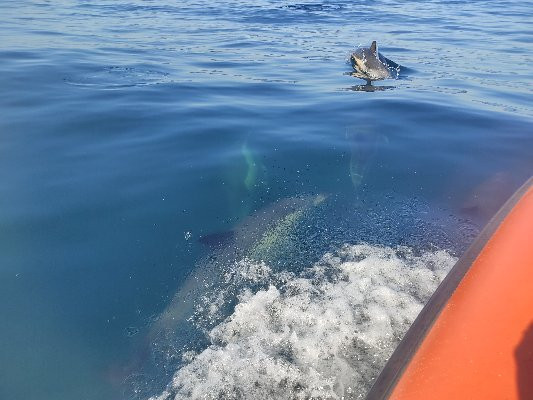 Feathers & Scales-里斯本必去景点