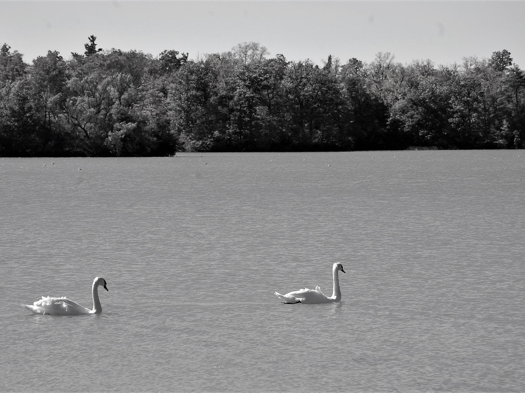 Mel Swart Lake Gibson Conservation Park-Thorold必去景点