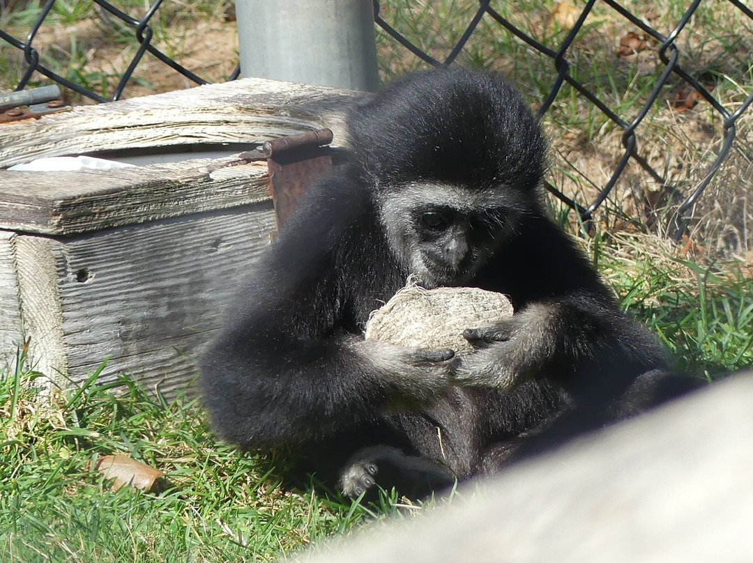 Oaklawn Farm Zoo景点图片
