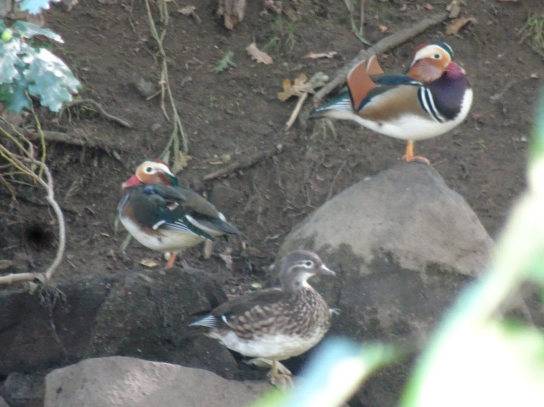 Denso Marston Nature Reserve景点图片