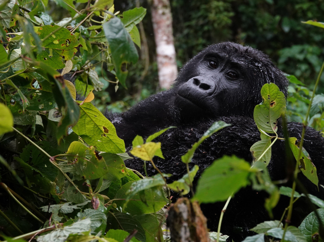 Giant Gorilla Safaris景点图片