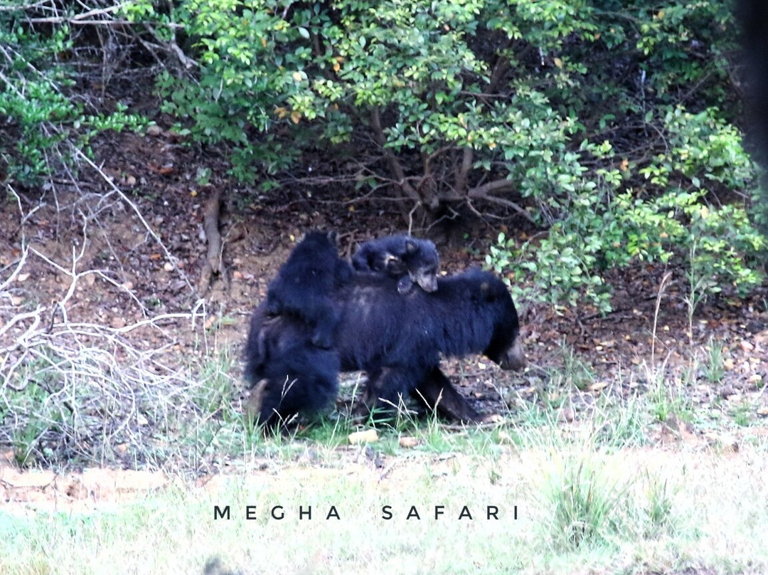 Wilpattu Safari Jeep景点图片
