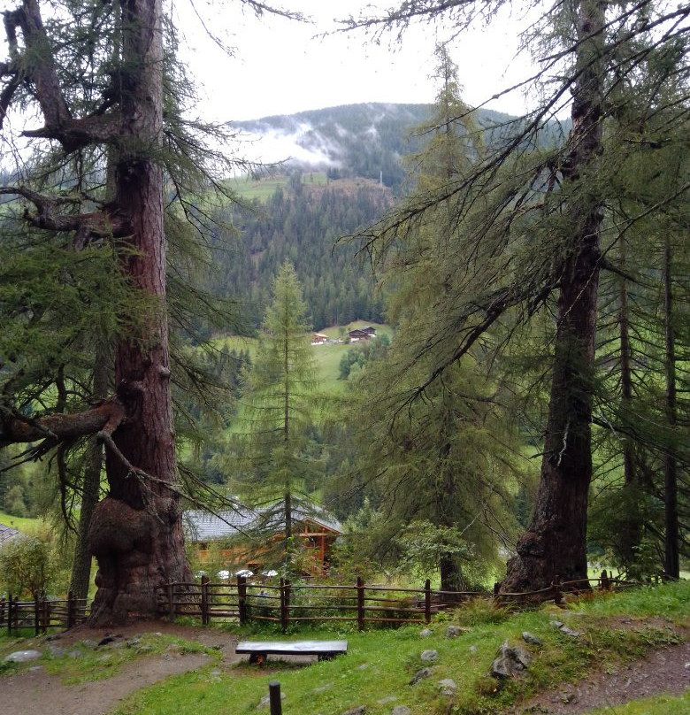 Ancient Larches of Val d'Ultimo Valley-Ultimo必去景点