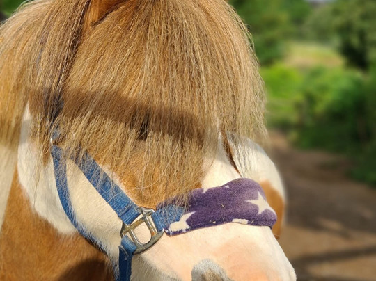 Gut Moschenhof主图