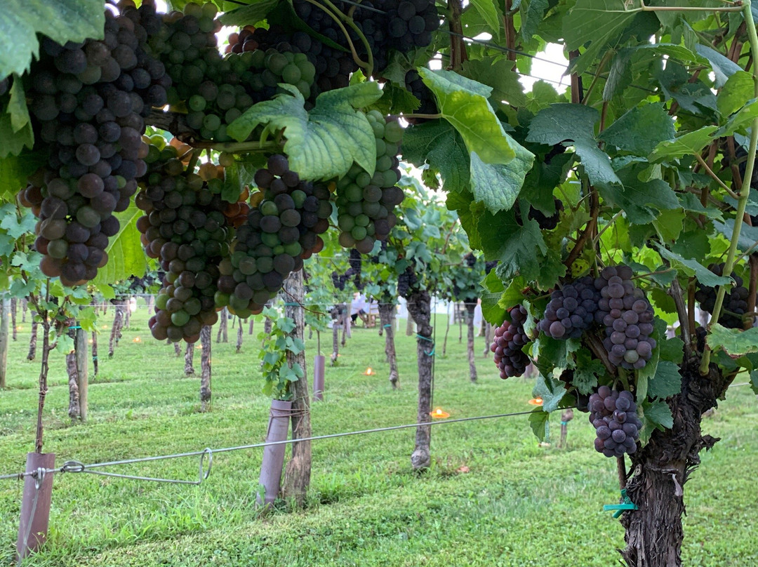 Agriturismo Tenuta Luisa景点图片