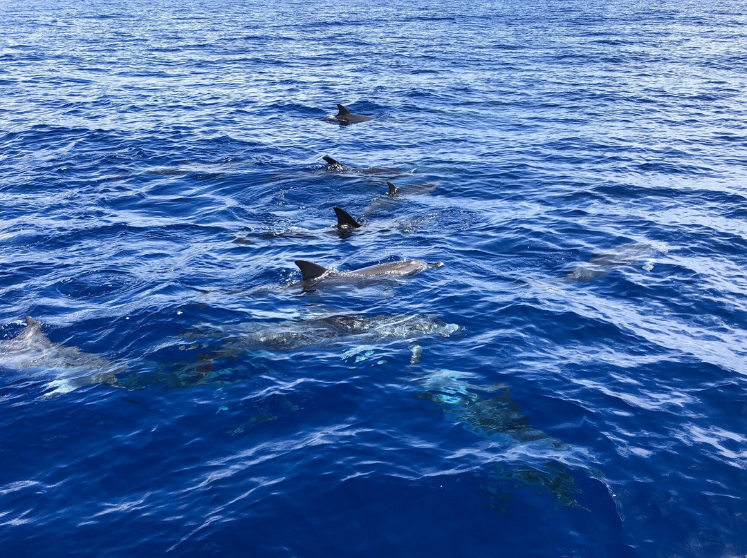 Dive Azores-奥尔塔必去景点