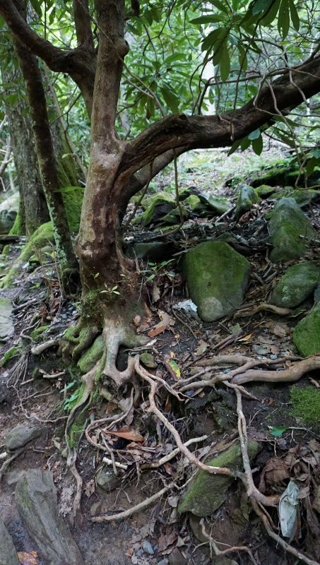 Glen Burney Trail-布洛英罗克必去景点