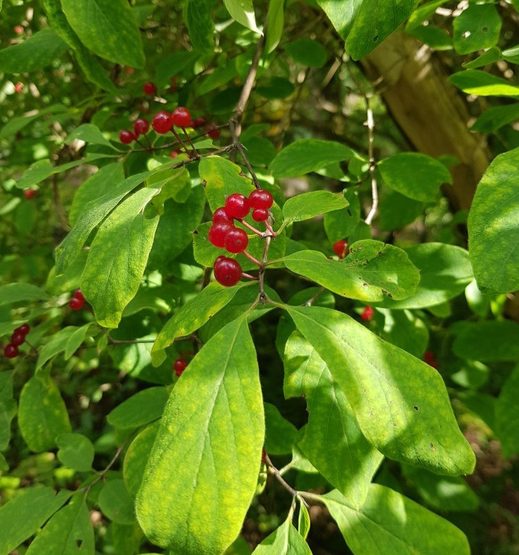 Hortsanan Arboretum-Orivesi必去景点