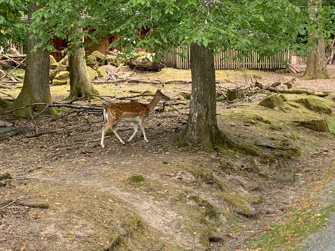 Wildpark Klaushof景点图片