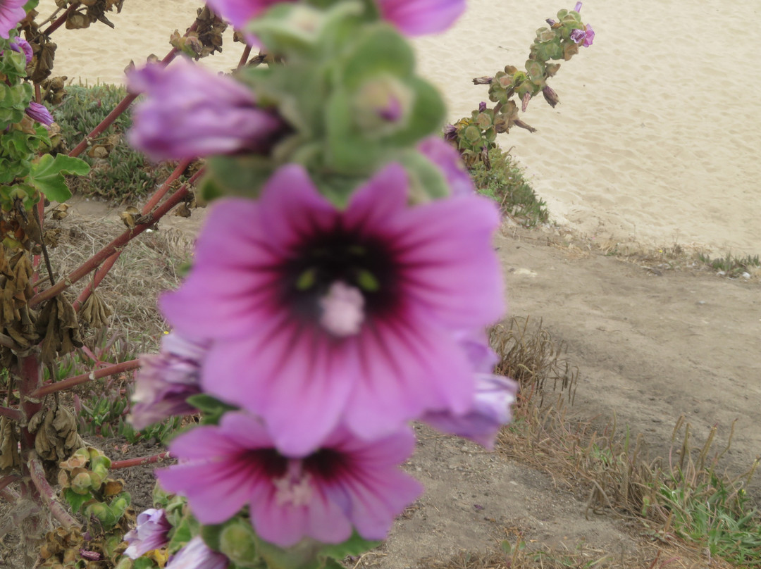 Francis Beach-半月湾必去景点