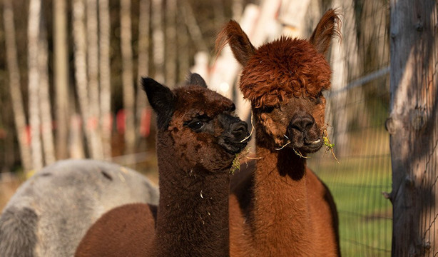 Happy Alpaca-Lachowice必去景点