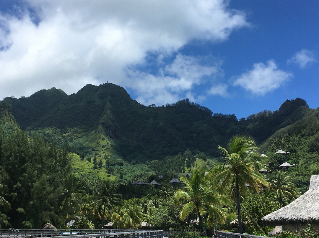 Moorea Dolphin Center-莫雷阿岛必去景点