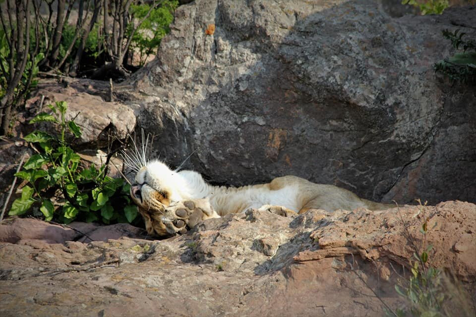 Love Lions Alive-Swinburne必去景点