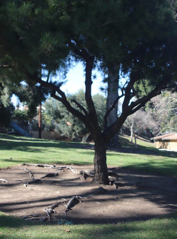 Brentwood Park-科罗纳必去景点