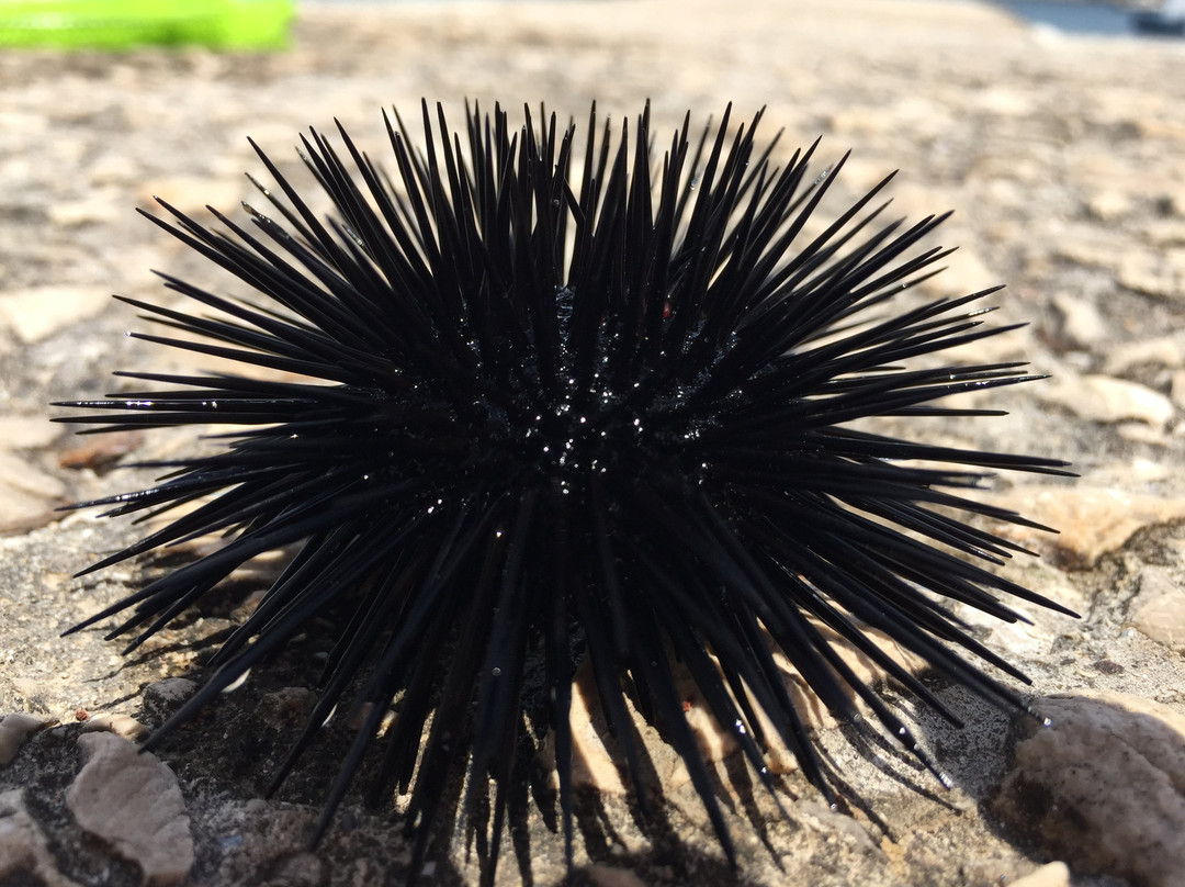 Hippocampus Diving Center-普拉必去景点