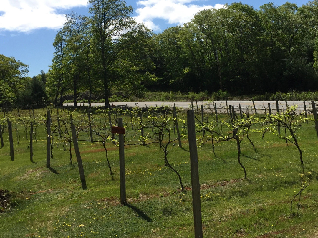 Catherine Hill Winery景点图片