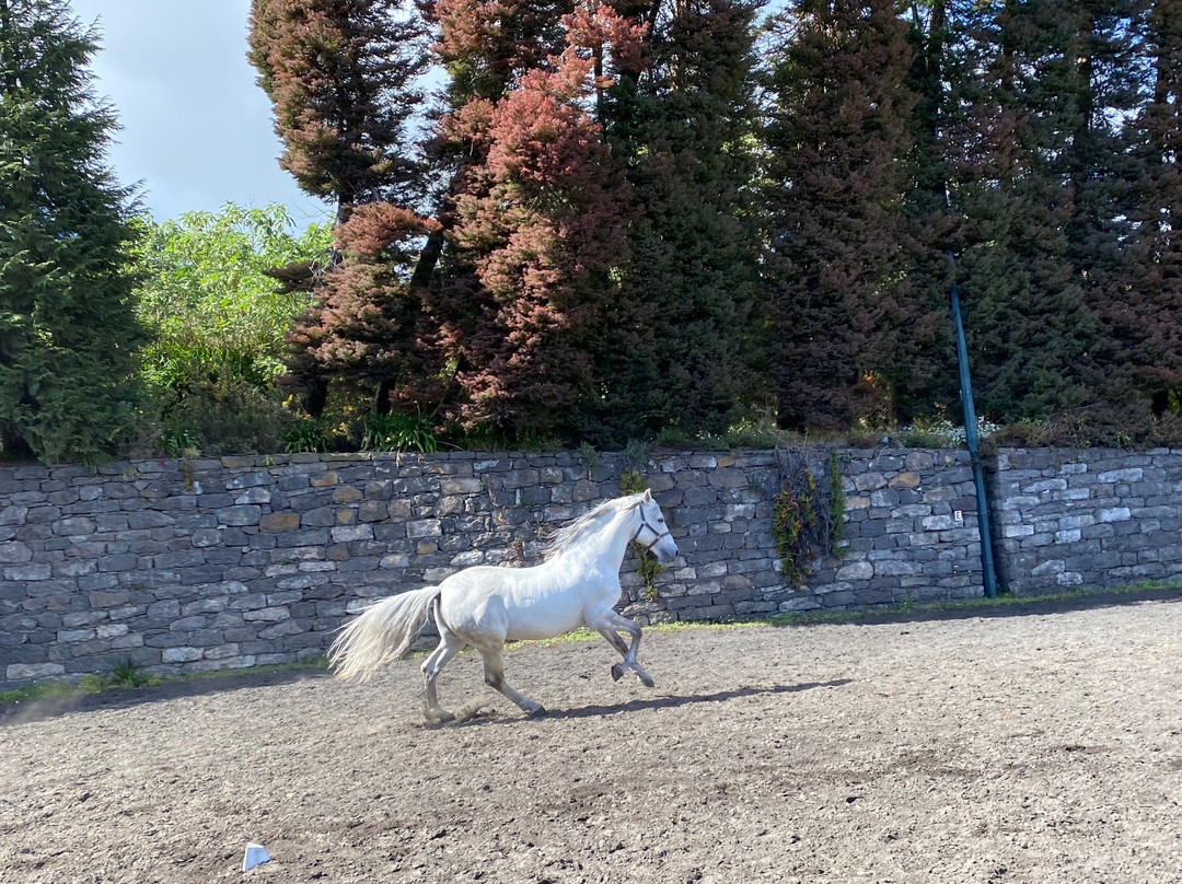 CEM - Clube Equestre da Madeira-Santa Cruz必去景点