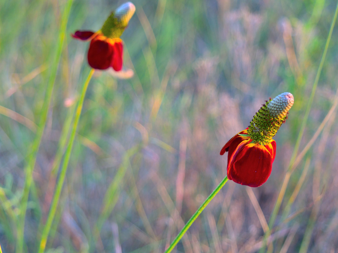 Fool Hollow Lake Recreation Area-肖洛必去景点