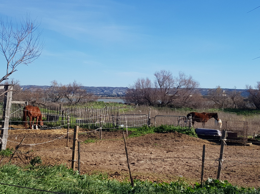 Site naturel protege de l'etang de Bolmon-Chateauneuf-les-Martigues必去景点