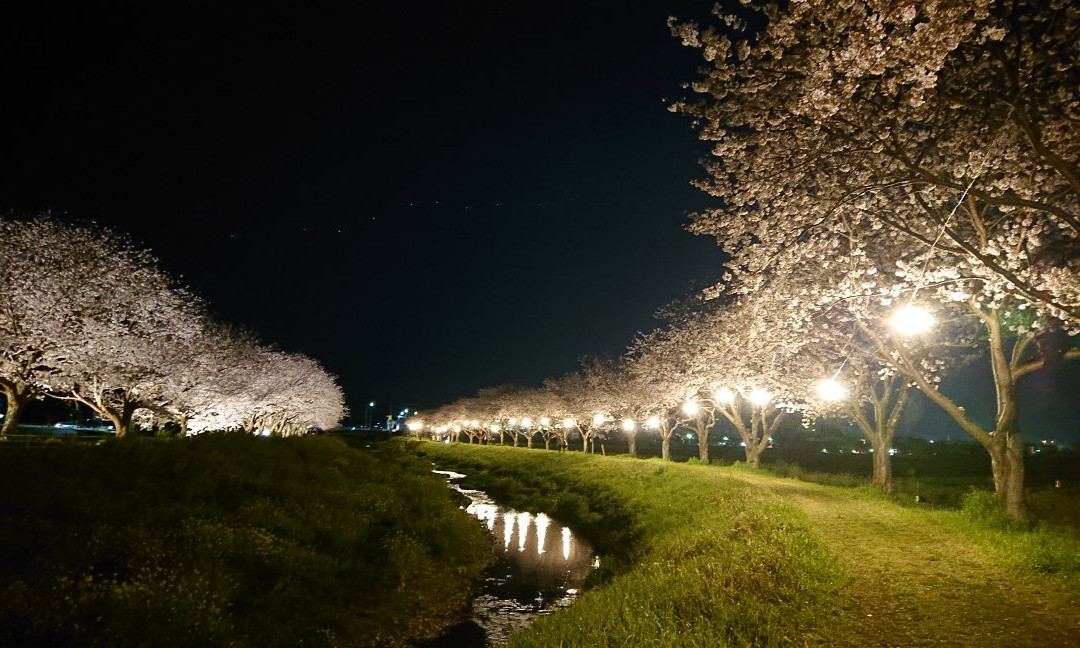 Sakura Trees along Kusaba River景点图片