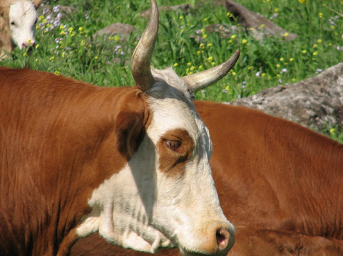 Gamla Farm-Ma'ale Gamla必去景点