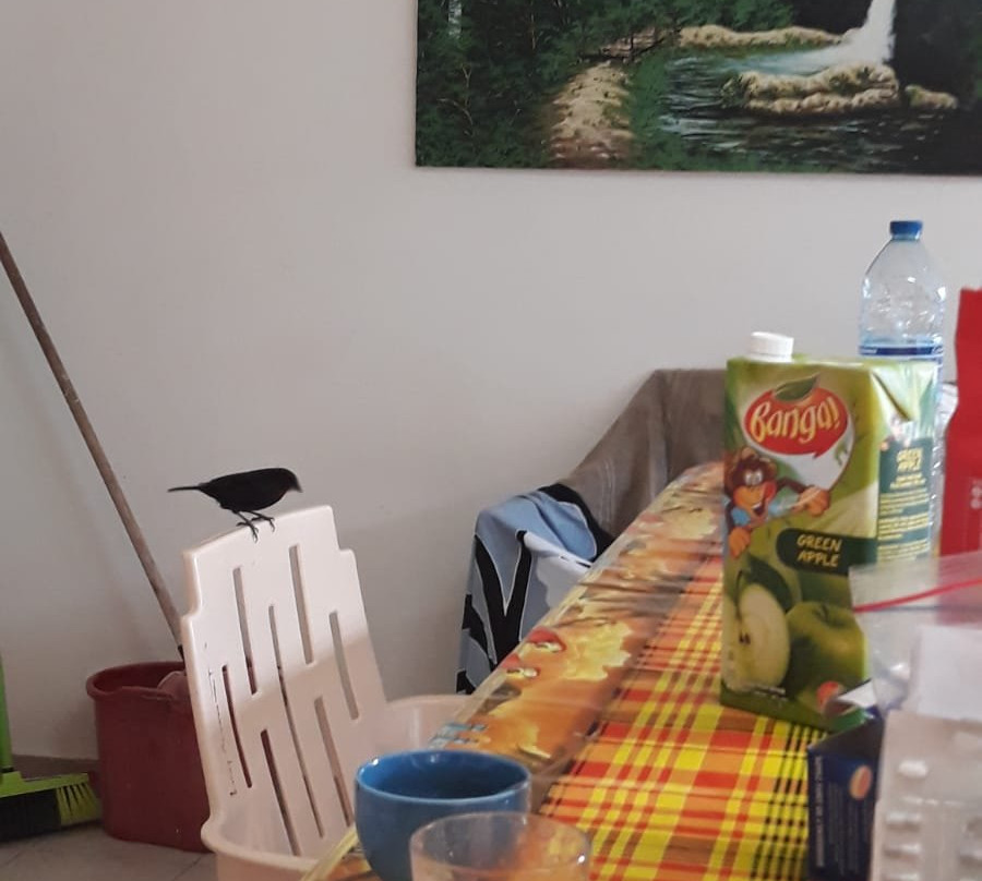 La Berceuse Creole主图