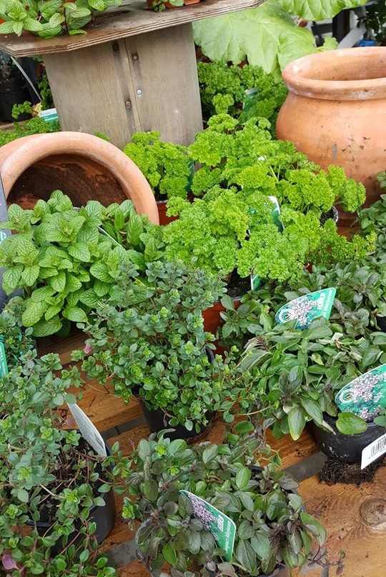 Botanic Home & Garden Centre Cork-Carrigtwohill必去景点