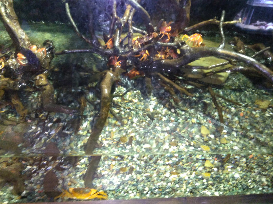 Susami Crustacean Aquarium-周参见町必去景点