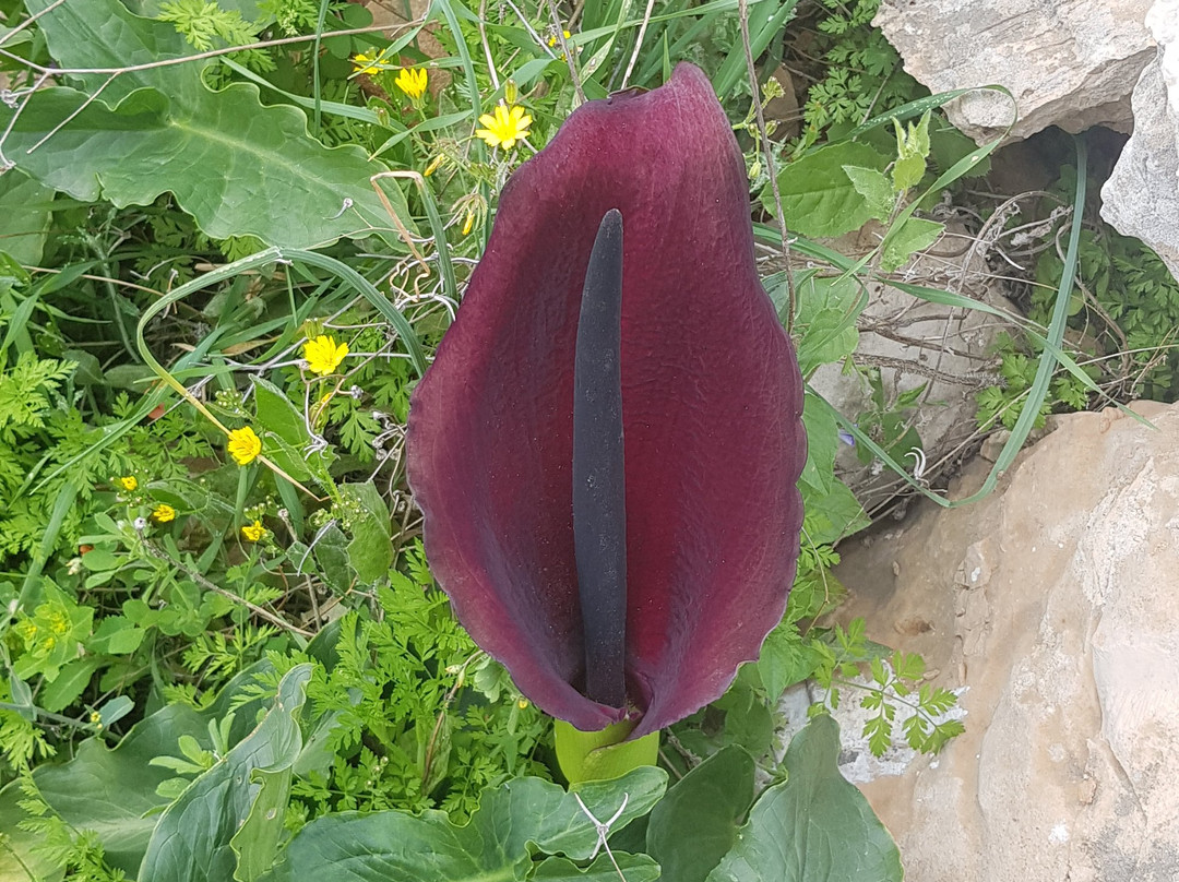 Mount Gilbo'a-Afula必去景点