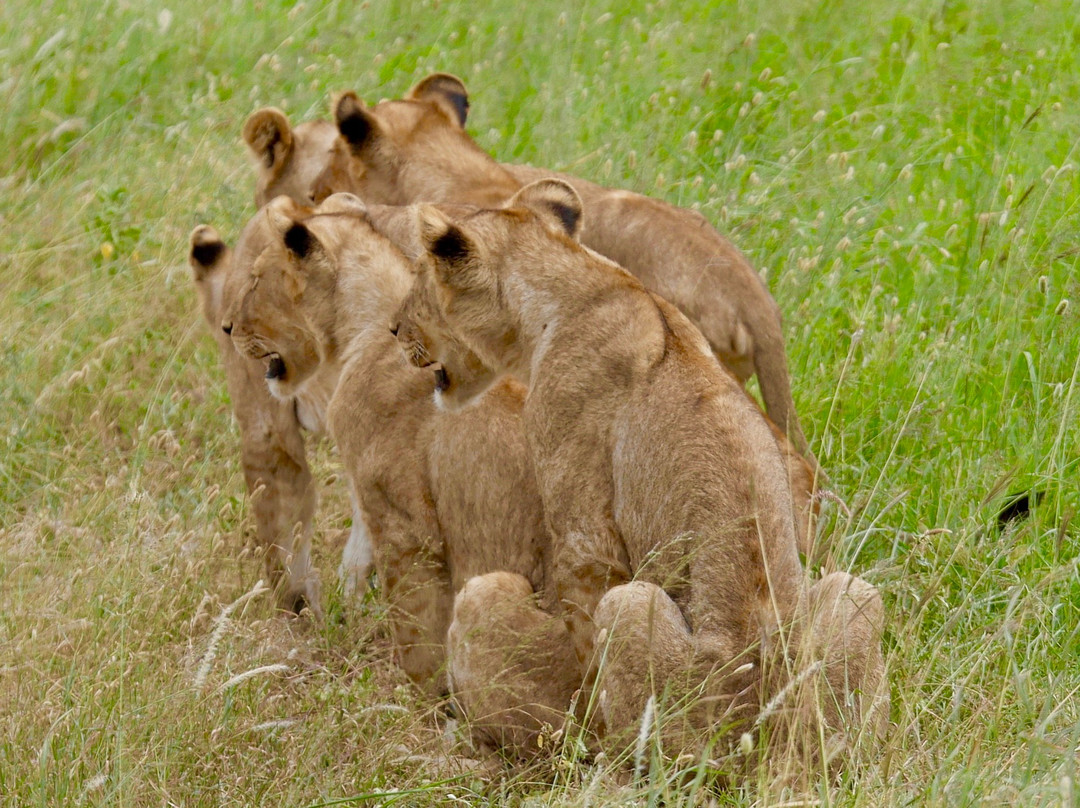 Beauty Safari Experience-姆万扎必去景点