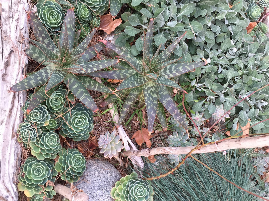 Buckeye Tree Lodge & Cabins主图