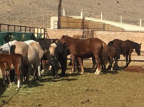 Sierra Adventures-里诺必去景点