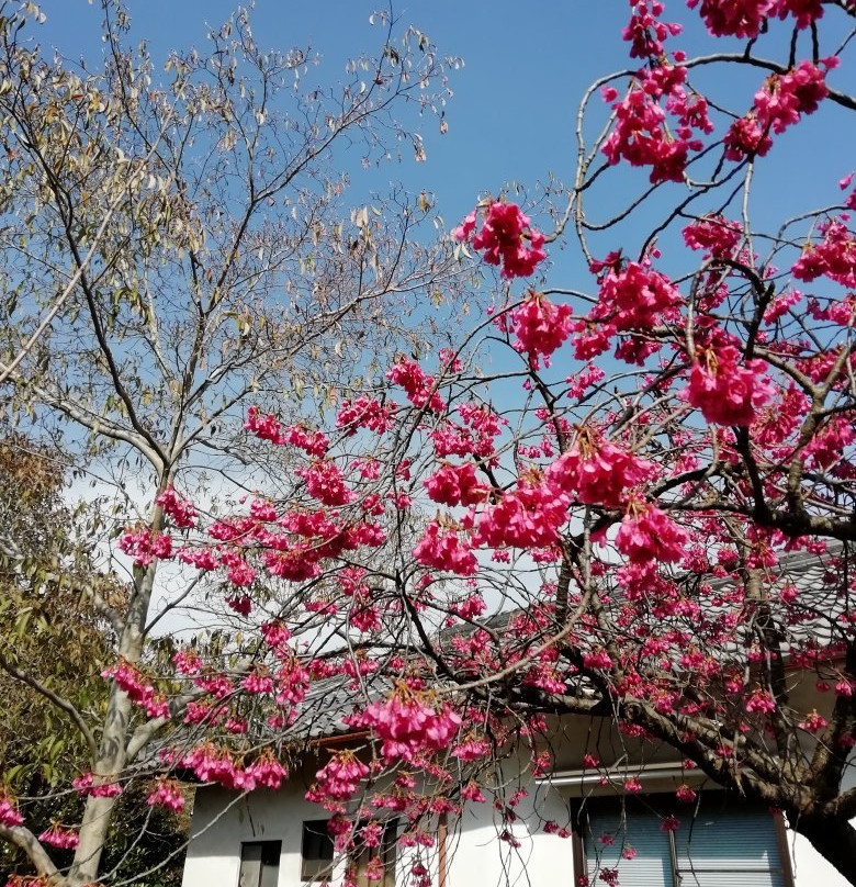 Sekkoji Temple景点图片