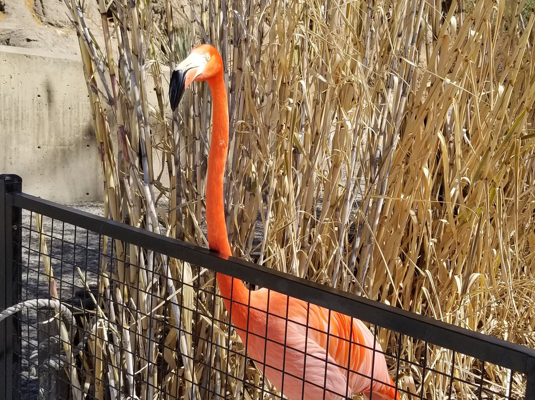 ABQ BioPark Zoo景点图片