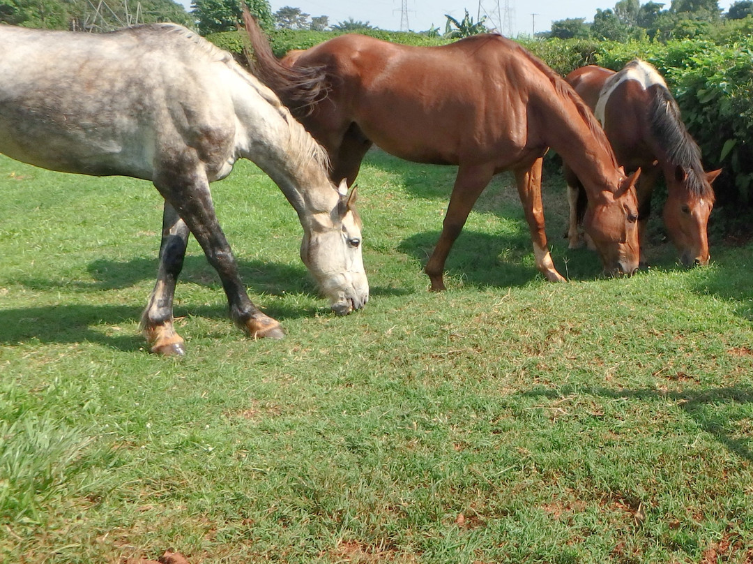 Nile Horseback Safaris - Day Tours景点图片