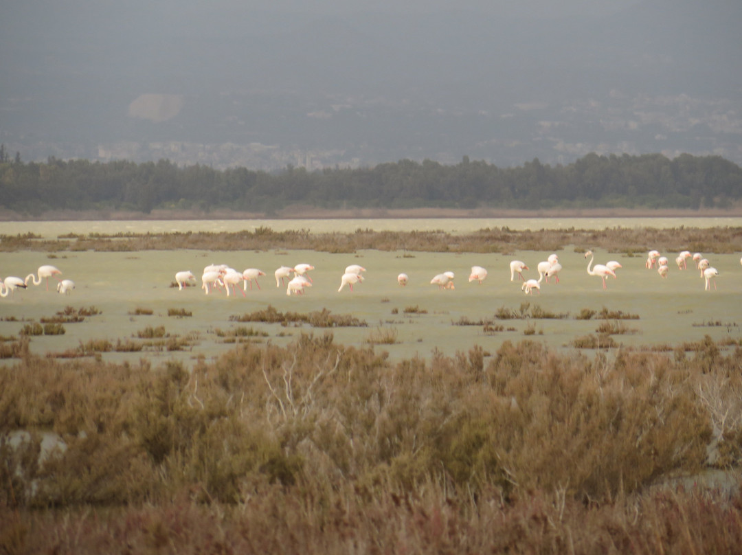 Akrotiri Salt Lake-Akrotiri必去景点