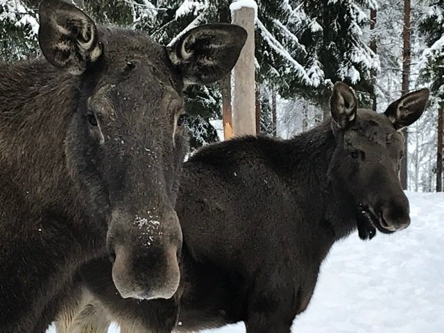 Arctic Moose Farm-Overkalix必去景点