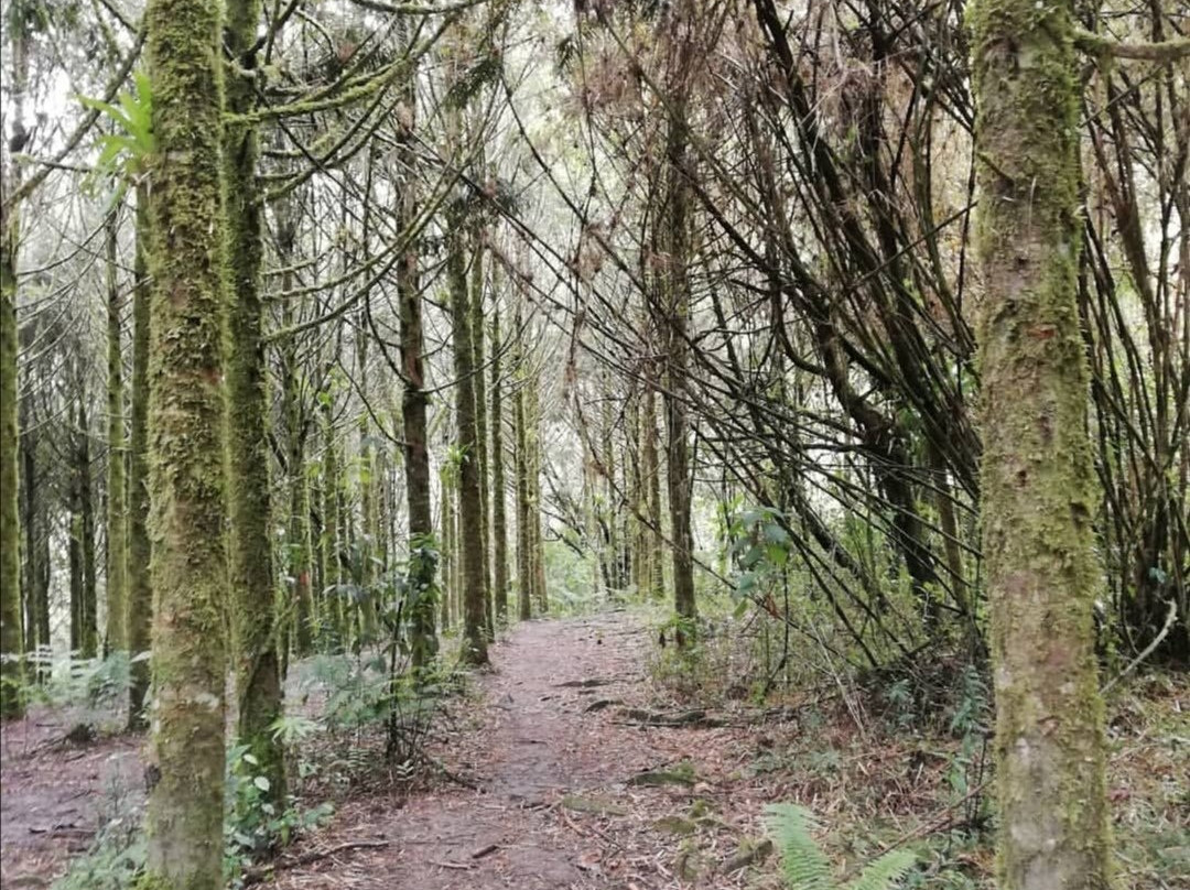 Parque Regional Natural Ucumari景点图片