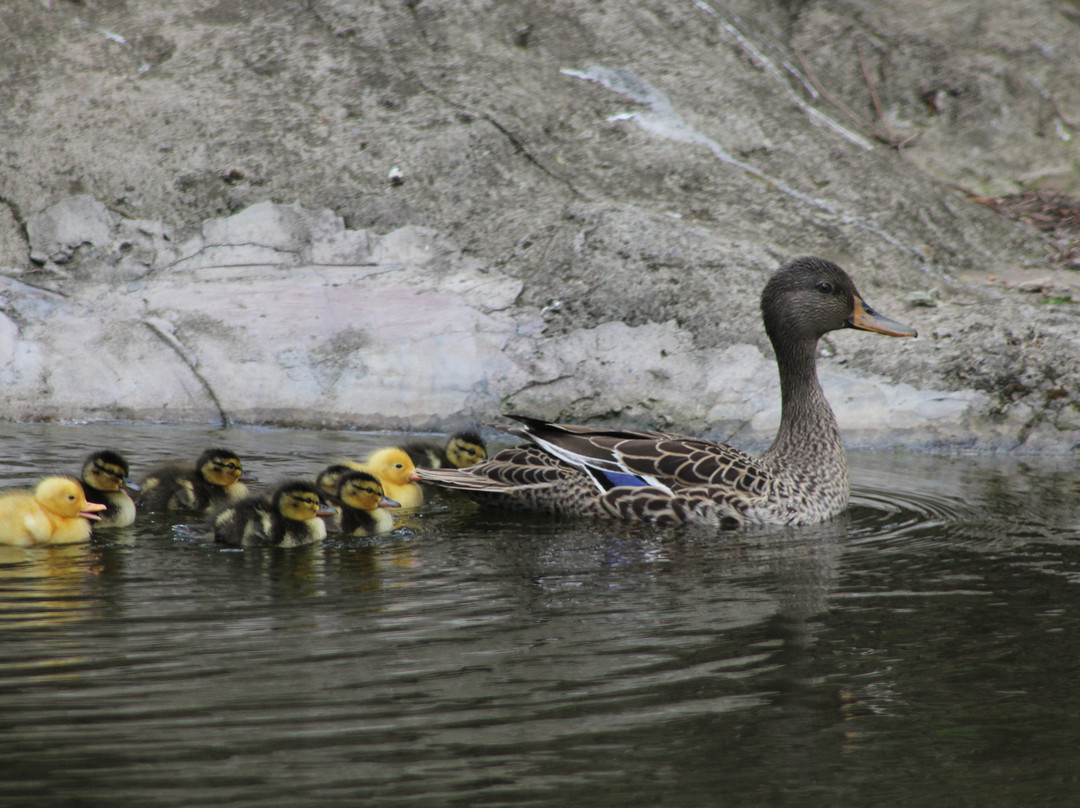 Glenda's Guest Suites主图