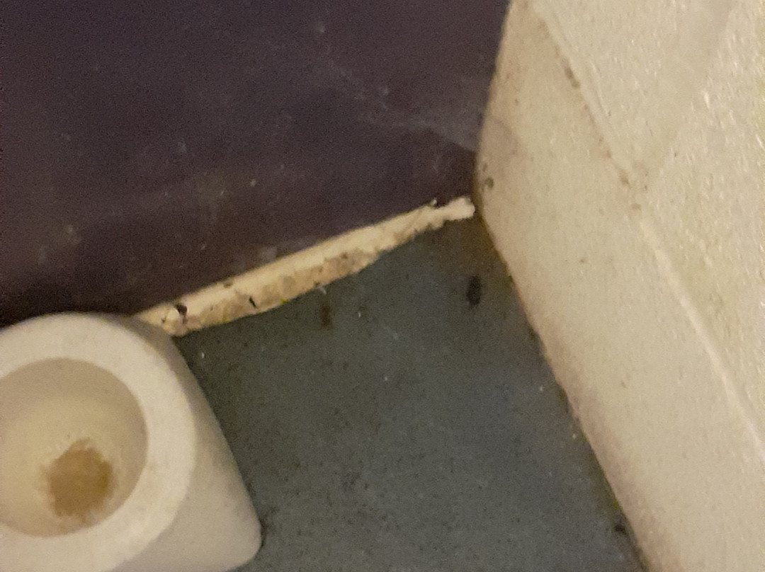 Tigers Indoor Play-达文特里必去景点