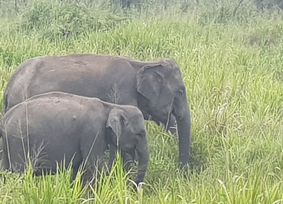 Minneriya Tusker Safaris景点图片