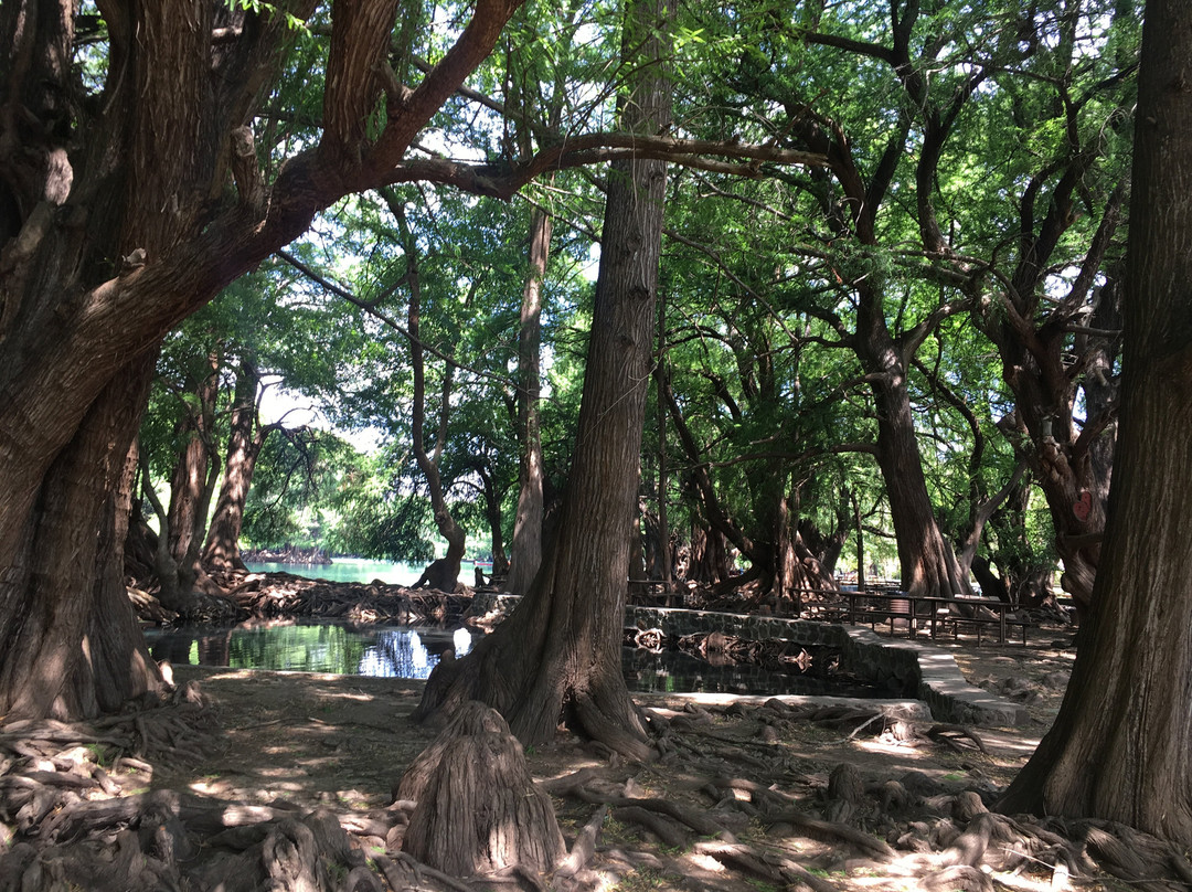 Lago de Camécuaro National Park景点图片
