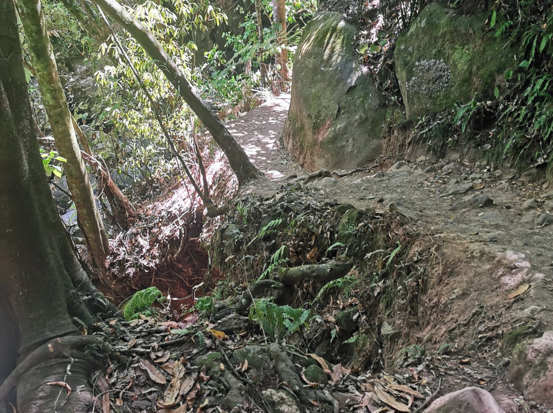 Wairere Falls Track-Okauia必去景点