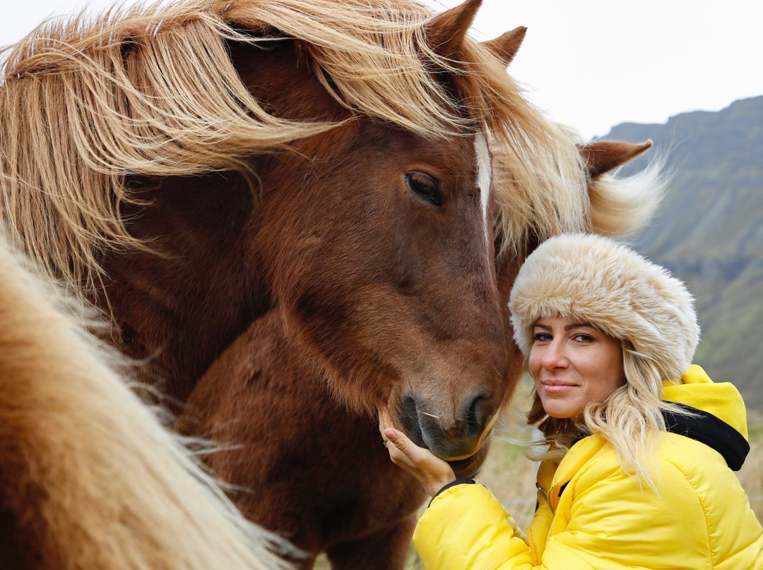 Skorrahestar - Riding Tours-内斯克伊斯塔泽必去景点