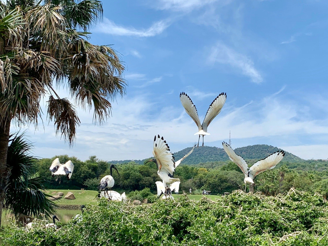 Lost City Golf Course-太阳城必去景点