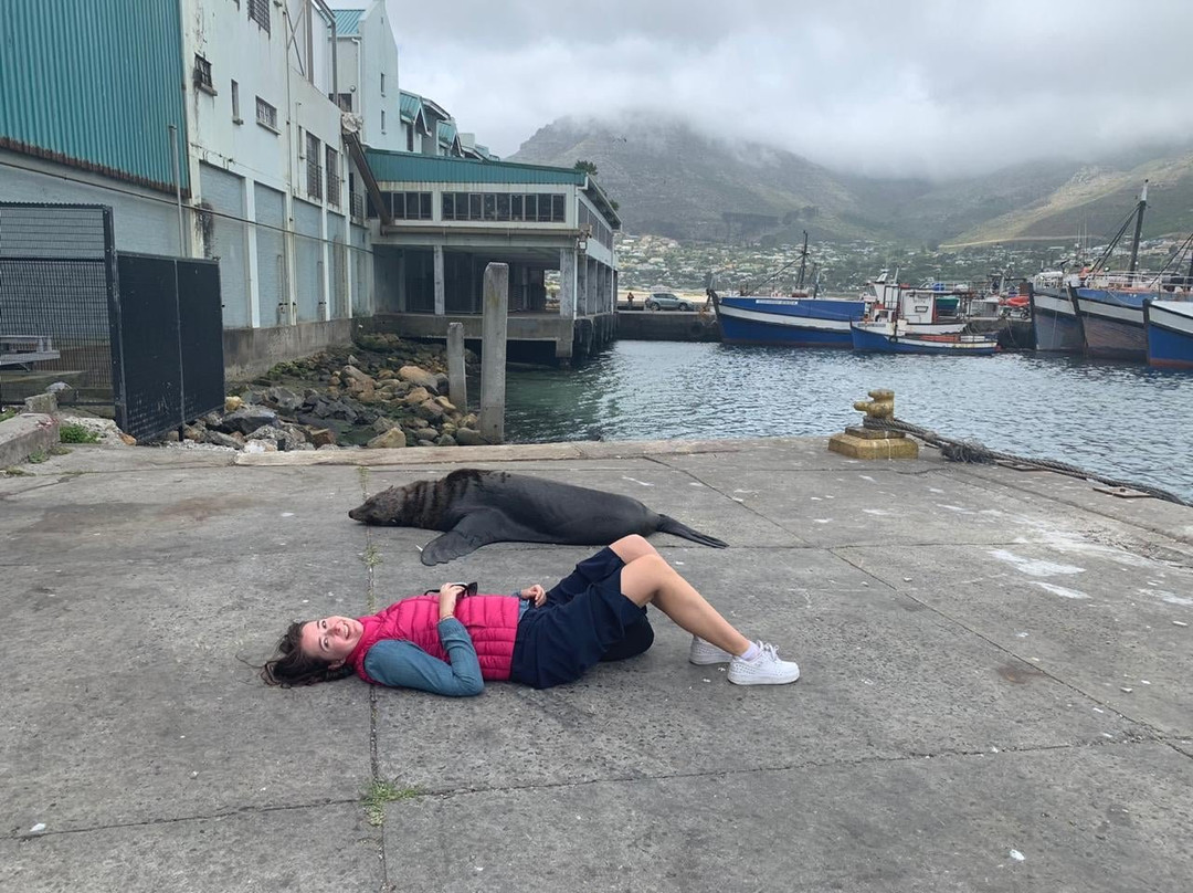 Seal Island-西开普必去景点