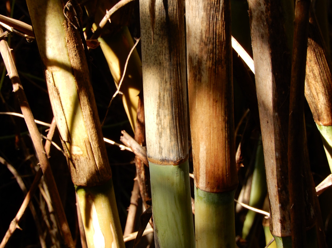 Tel Dan-加利利必去景点